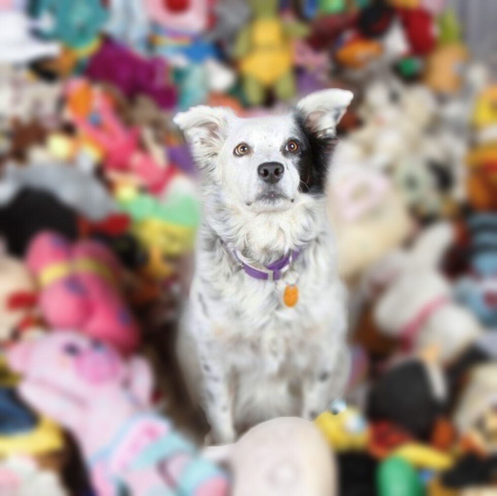 Ini yang Terjadi Jika Anjing Diberikan Terlalu Banyak Mainan (Spoiler: Tidak Baik)