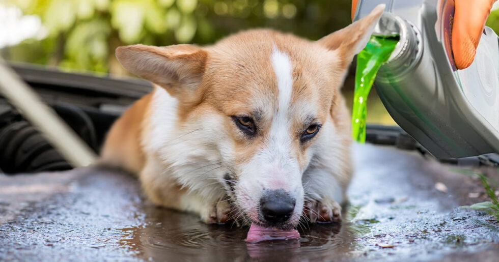 Ternyata, Anabulmu juga Suka Etilen Glikol, Senyawa Berbahaya pada Obat Sirup