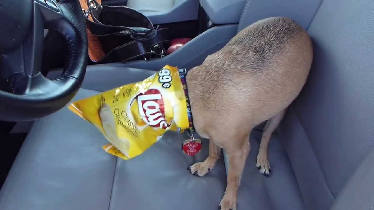 Hati-Hati! Kantong Plastik Pembunuh, Hewan Kesayangan yang Jadi Korbannya