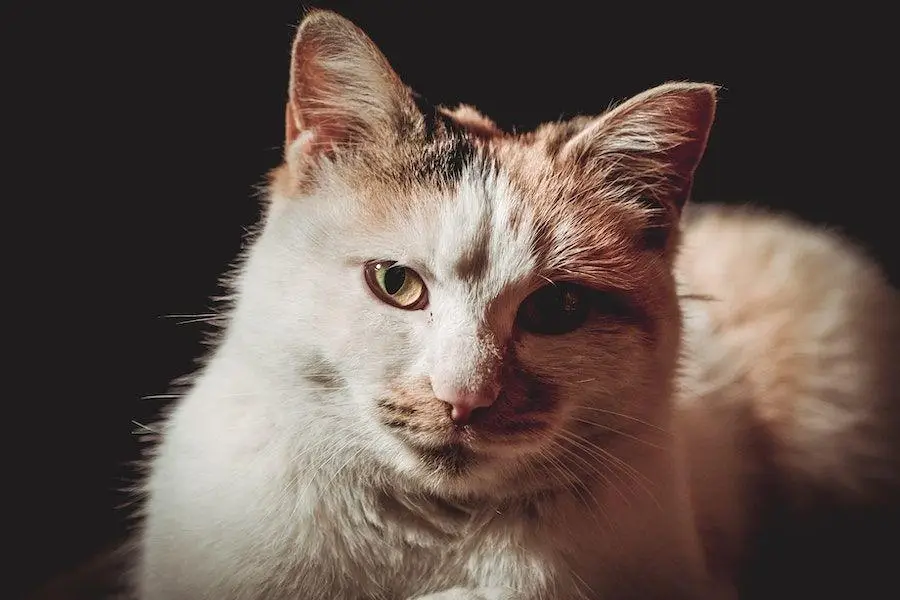 Alasan Kucing Domestik, Mixdome atau Kampung Umurnya Bisa Lebih Panjang