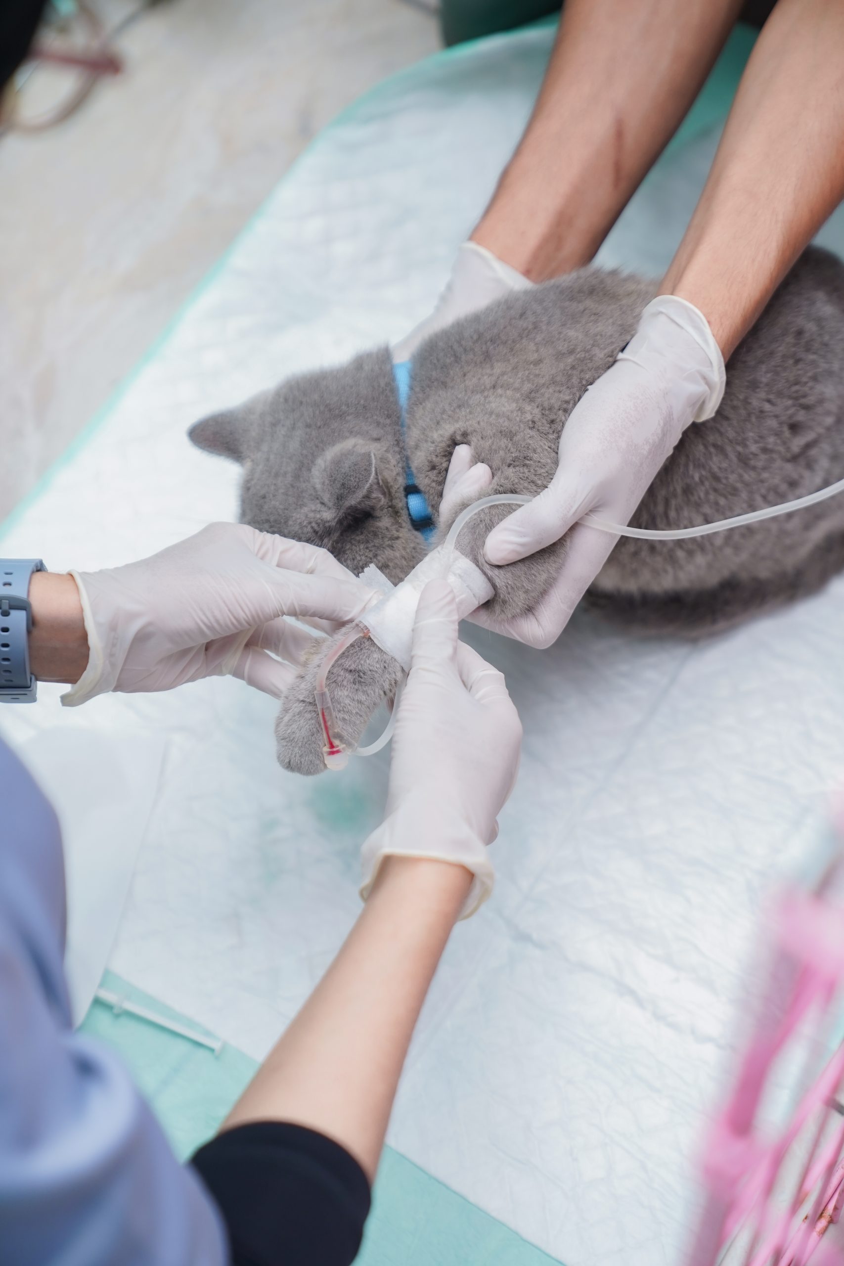 “Duh, Kucingku Kok Lesu Ya? Kenalan Yuk Sama FIP & Pentingnya Deteksi Dini di Klinik Hewan Terdekat!”