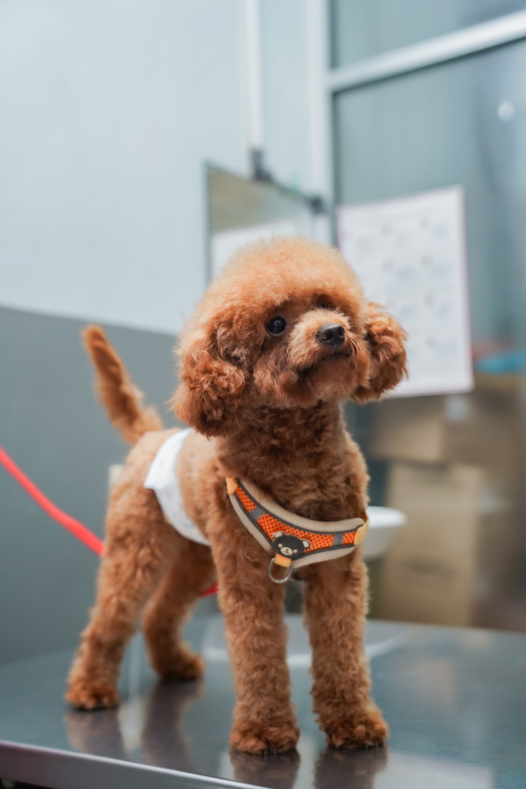 Mengatasi Masalah Kulit Anjing: Solusi Grooming dan Perawatan Medis Terbaik