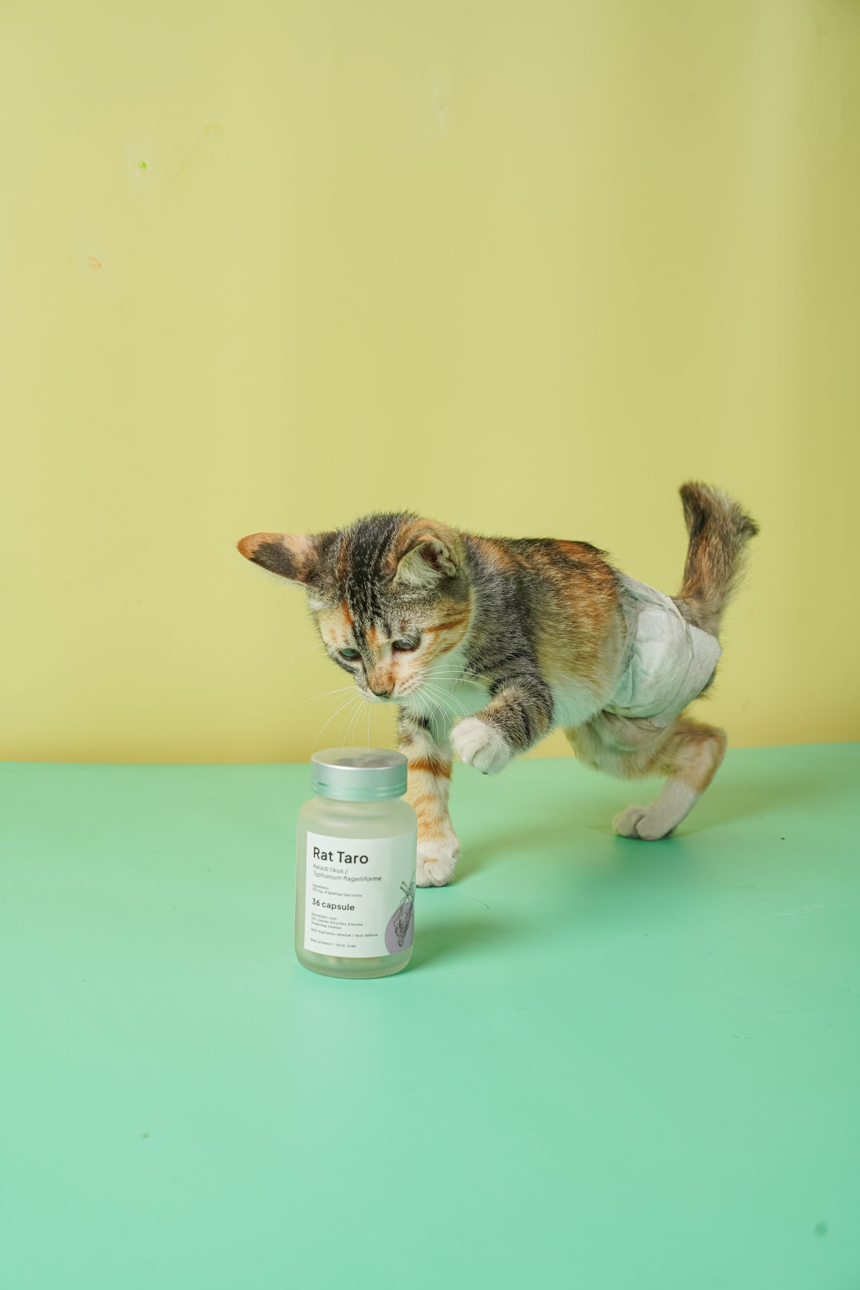 Anabul Sering Sakit? Kenali Sambiloto, Rahasia Herbal di Klinik Hewan Holistik dan Akupunktur Jakarta