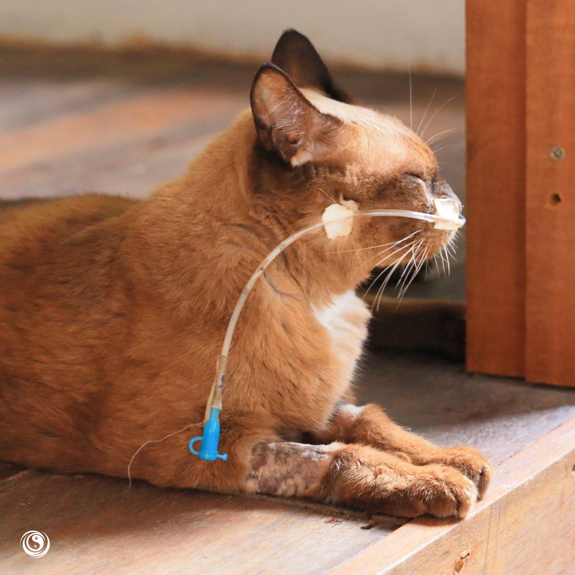 Dari Wangi Jadi Bahaya: Hal Sehari-hari yang Diam-diam Ganggu Kesehatan Si Meong